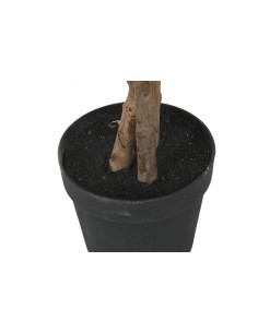 Planta cemento ficus verde 2