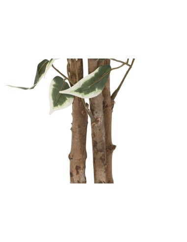 Planta cemento ficus verde