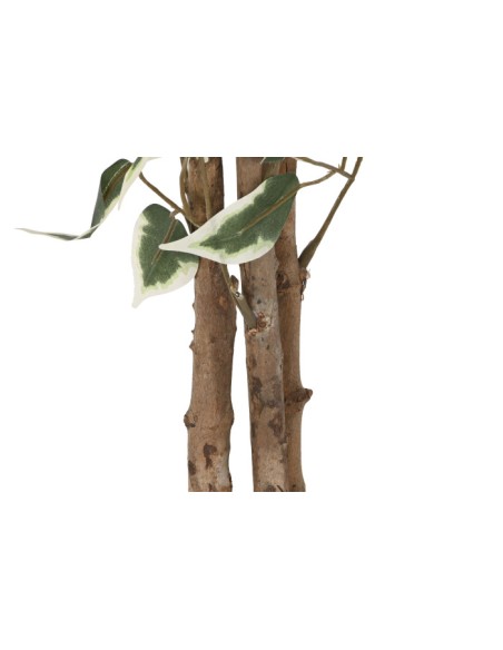 Planta cemento ficus verde