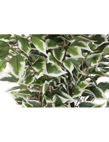 Planta cemento ficus verde