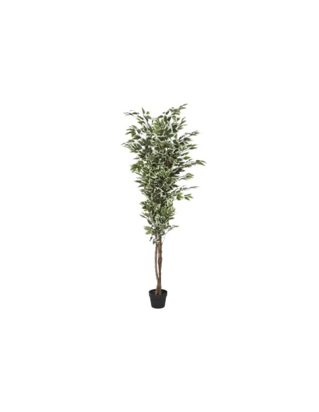 Planta cemento ficus verde Planta cemento ficus verde