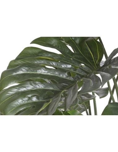 Planta monstera