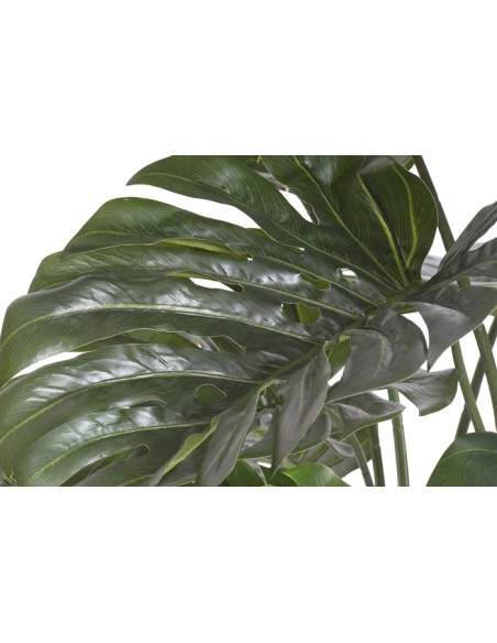 Planta monstera