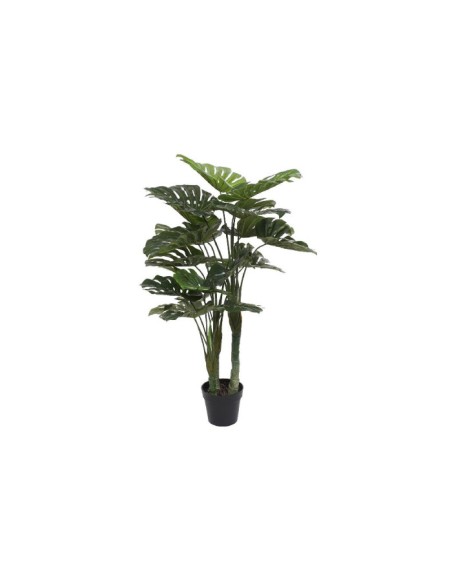 Planta monstera Planta monstera