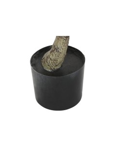 Planta dracena verde 2