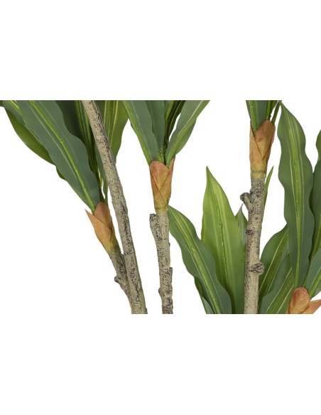 Planta dracena verde