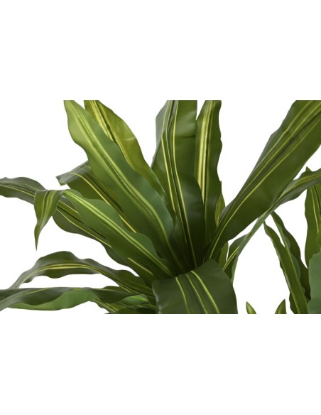 Planta dracena verde