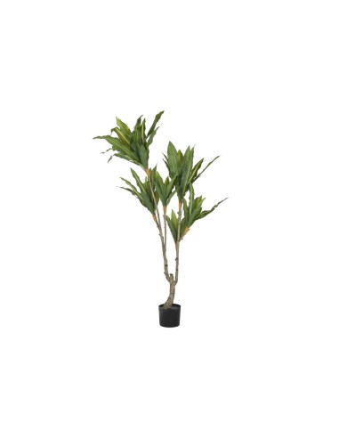 Planta dracena verde