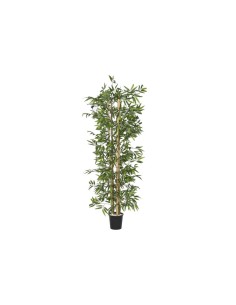 Árbol Bambú Verde