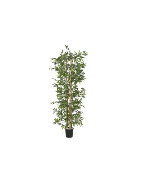 Árbol Bambú Verde