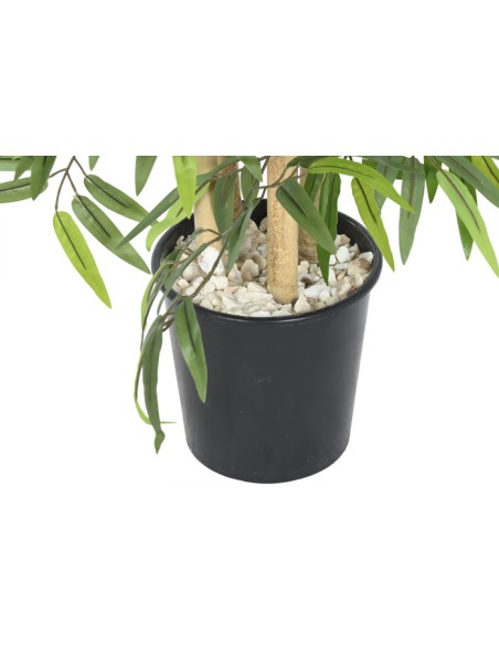 Árbol Bambú Verde