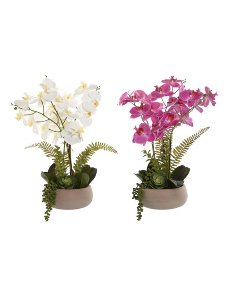 Planta orquídea blanca y rosa Planta orquídea blanca y rosa