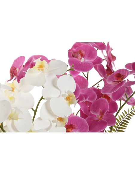 Planta orquídea blanca y rosa