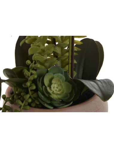 Planta orquídea blanca y rosa