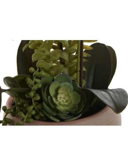 Planta orquídea blanca y rosa