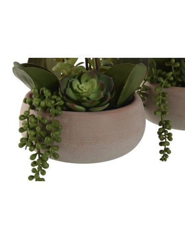 Planta orquídea blanca y rosa