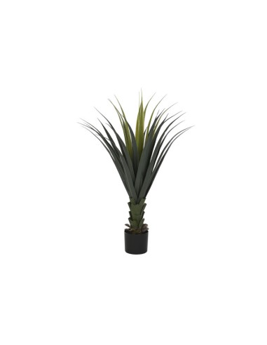 Planta Agave Verde