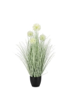 Planta de Cebolla blanca