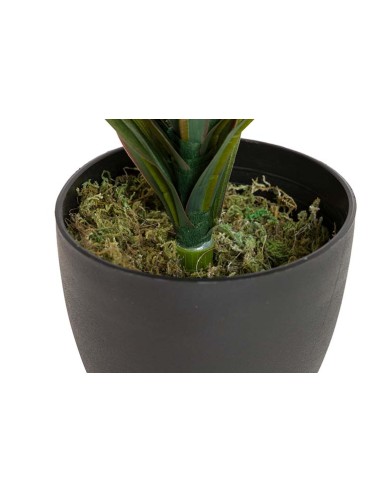 Planta Yucca con maceta realista