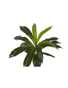 Planta Dracaena Fragrans con maceta 2