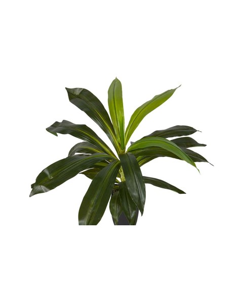 Planta Dracaena Fragrans con maceta