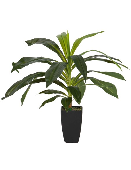 Planta Dracaena Fragrans con maceta
