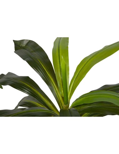 Planta Dracaena Fragrans con maceta
