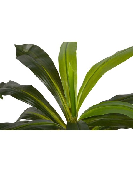 Planta Dracaena Fragrans con maceta