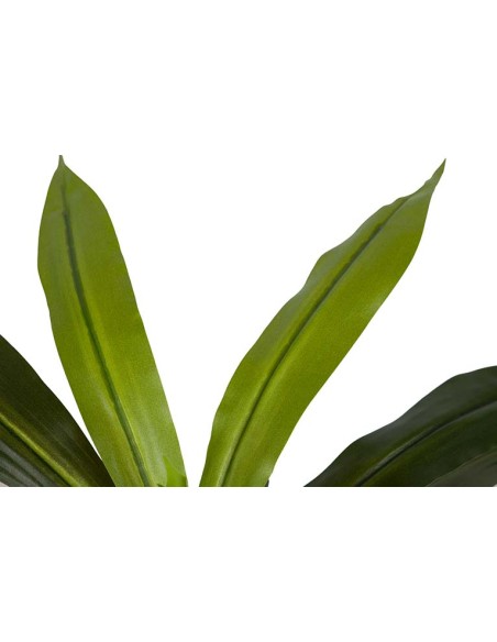 Planta Dracaena Fragrans con maceta