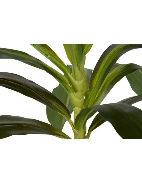 Planta Dracaena Fragrans con maceta
