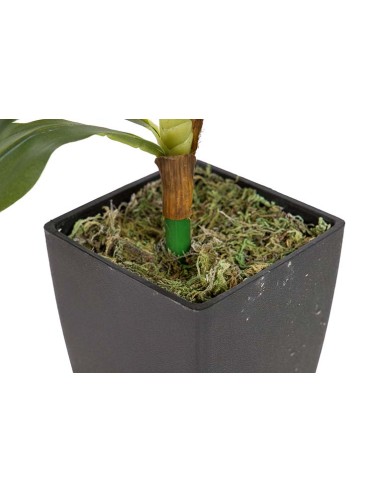 Planta Dracaena Fragrans con maceta