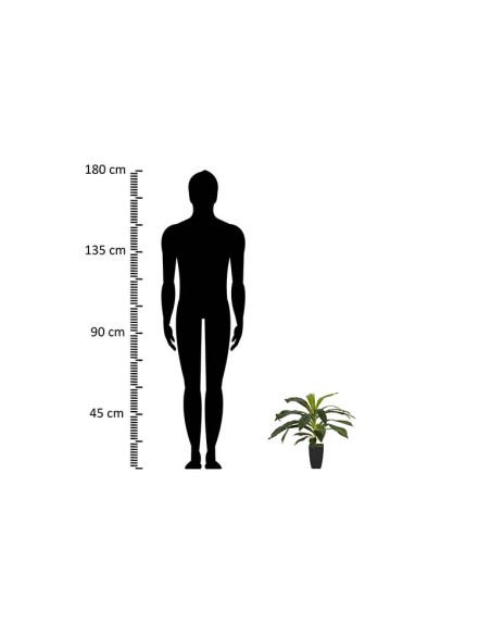 Planta Dracaena Fragrans con maceta