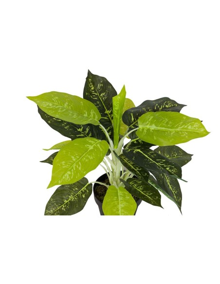 Planta Dieffenbachia Maculata