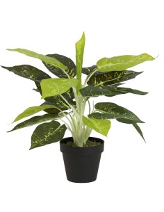 Planta Dieffenbachia Maculata