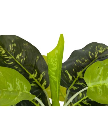 Planta Dieffenbachia Maculata