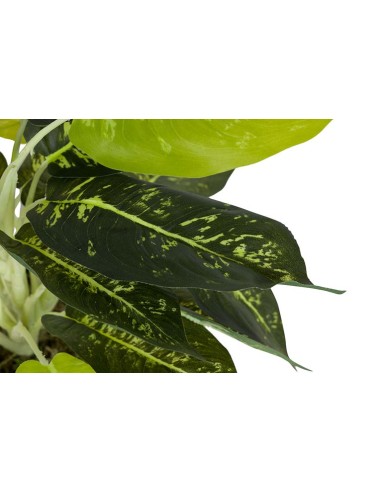 Planta Dieffenbachia Maculata