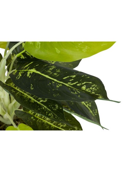 Planta Dieffenbachia Maculata