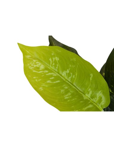 Planta Dieffenbachia Maculata
