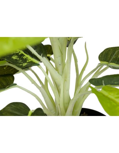 Planta Dieffenbachia Maculata