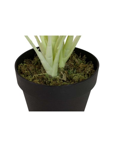 Planta Dieffenbachia Maculata