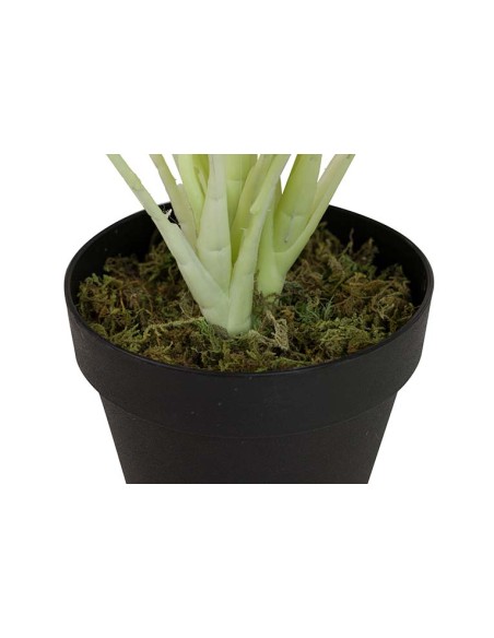 Planta Dieffenbachia Maculata