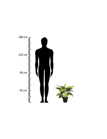 Planta Dieffenbachia Maculata