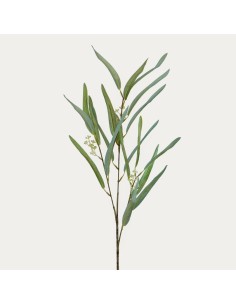 Rama de Eucalipto verde