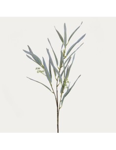 Rama de Eucalipto verde gris