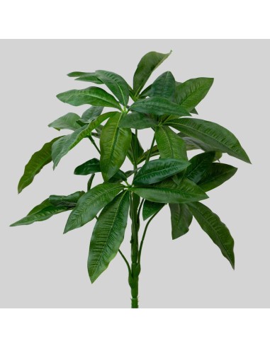 Mata Pachira 33cm