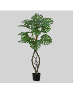 Planta Monstera 140cm
