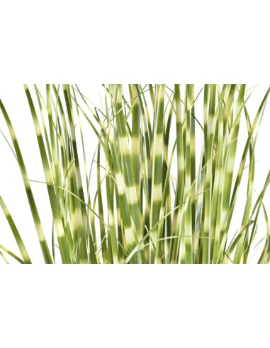 Planta artificial zebra verde