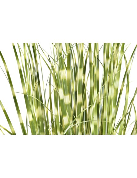 Planta artificial zebra verde
